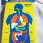 Anatomic Puzzle - The Digestive System - The Body