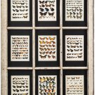 Antique Botanical Prints 1925 on Antique Window circa 1860