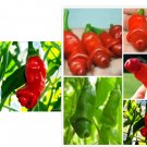 Penis Chill Red Hot Peter Pepper seeds The most funny peppers Bonsai plants Seeds 200pcs