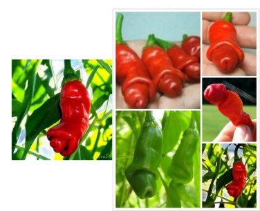 Penis Chill Red Hot Peter Pepper seeds The most funny peppers Bonsai plants Seeds 200pcs