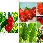 Penis Chill Red Hot Peter Pepper seeds The most funny peppers Bonsai plants Seeds 200pcs
