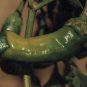 Penis Chill Red Hot Peter Pepper seeds The most funny peppers Bonsai plants Seeds 200pcs