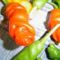 Penis Chill Red Hot Peter Pepper seeds The most funny peppers Bonsai plants Seeds 200pcs