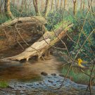 Sandy Run Creek - OAPF211