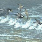 Working the Coast - Peregrine Falcon, Item CP145