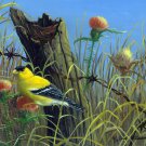 Bull Thistle - Gold Finch - CP143