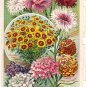 Floral Color Plate, John Lewis Childs, BP25