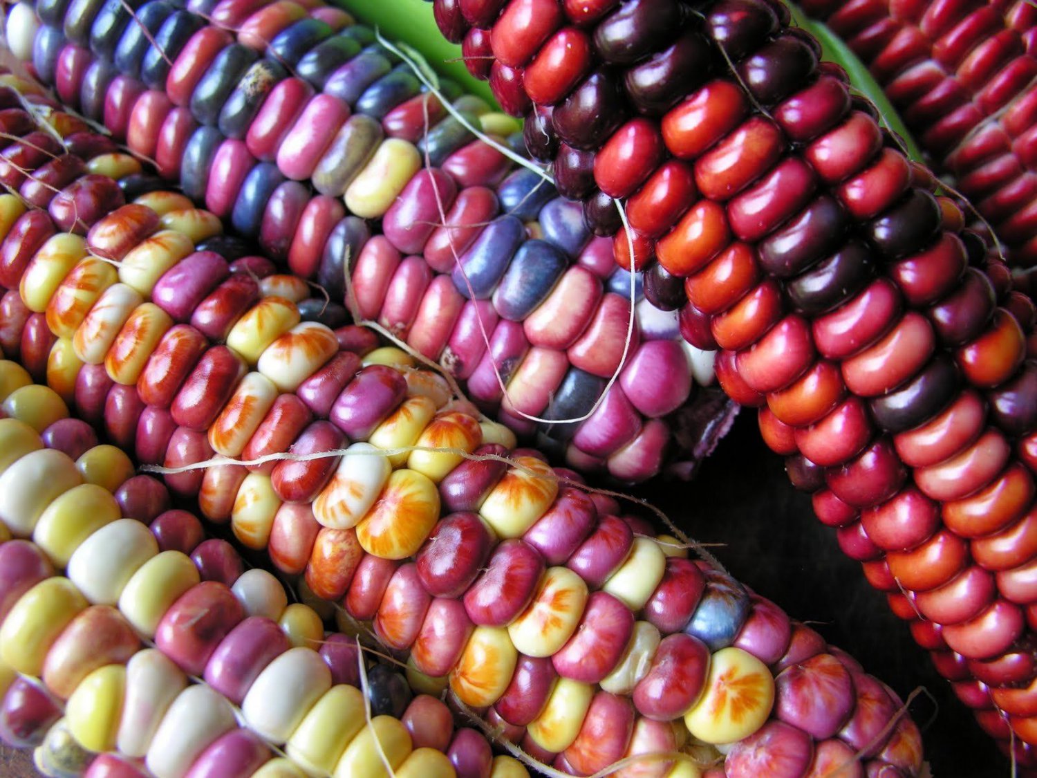 Paint Mountain Corn Cold hardy fantastic heirloom! 20+ seeds