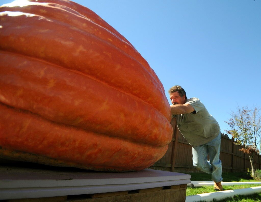 PUMPKIN 5 seeds ‘Giant atlantic’, world record largest,