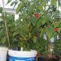 ROCOTO CHILI PEPPER  10+ seeds - FRESH (Capsicum pubescens)