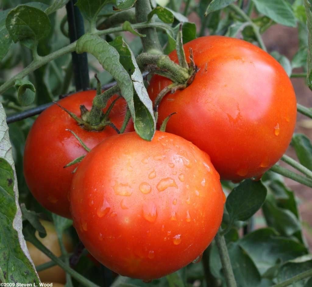 Siberian Tomatoes (frosthardy, for cold summers!) 12+ seeds FROM ICELAND