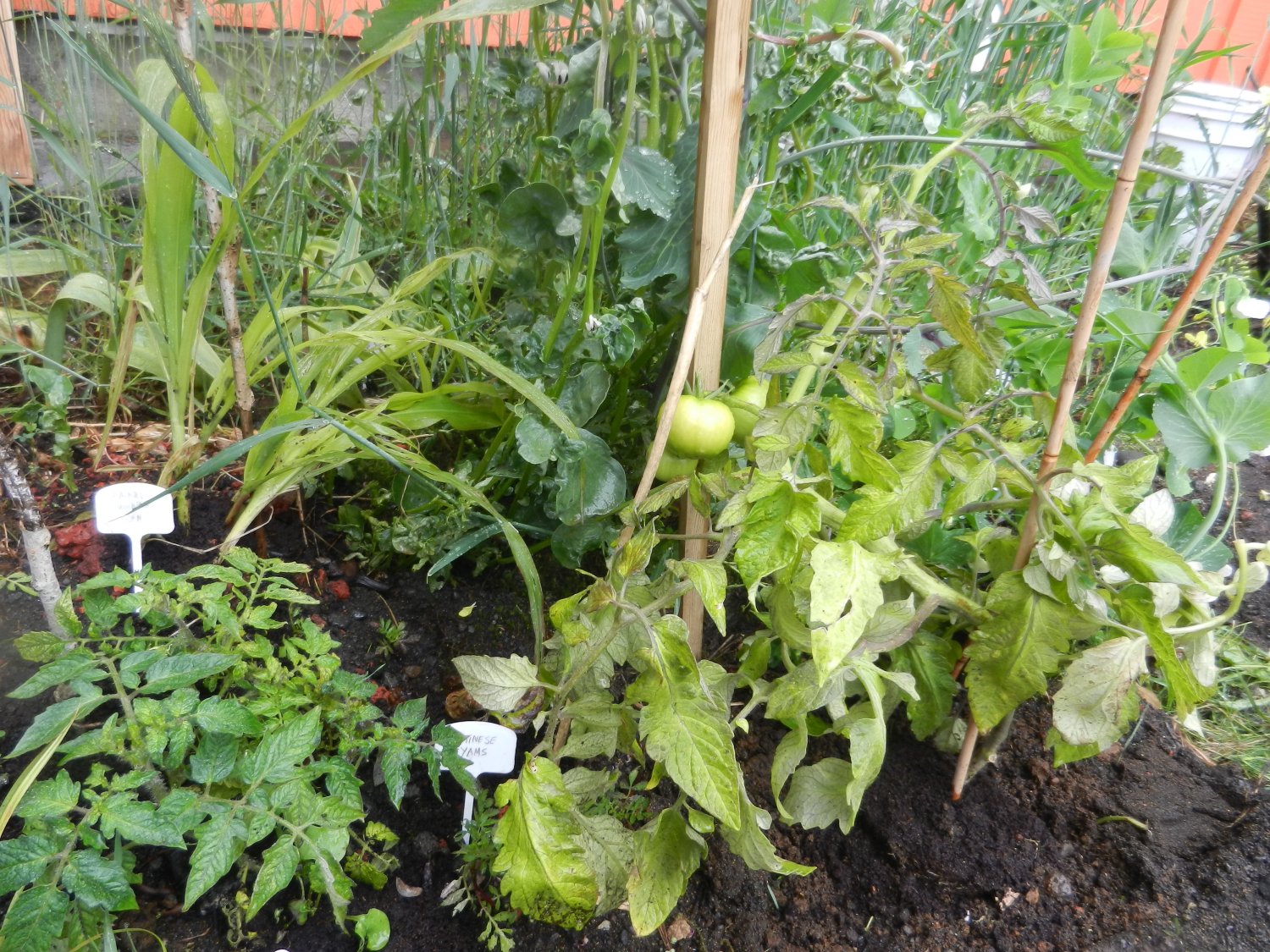 Siberian Tomatoes (frosthardy, for cold summers!) 12+ seeds FROM ICELAND