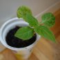 ROCOTO CHILI PEPPER  10+ seeds - FRESH (Capsicum pubescens)