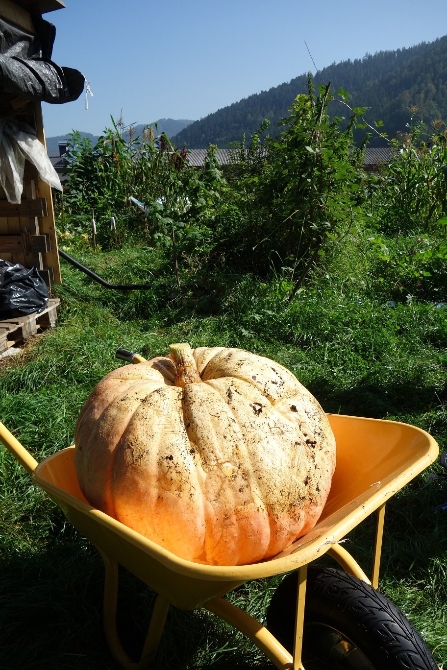 pumpkin-5-seeds-giant-atlantic-world-record-largest