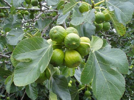 Fig tree cuttings (