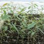 Blue gum tree (Eucalyptus globulus) - 1 small tree! Easy to grow!