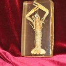 Fishing Crawfish or Lobster Claw Incased in Fiberglass Decor 6''X 3''X 11/2''