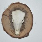 Miniature Cow Skull on Wood 6" X 5" X 4"