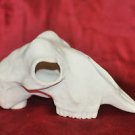 Clay Animal Skull 9" X 5"