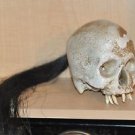 HEAD HUNTER ANCESTRAL HUMAN TROPHY RESIN SKULL