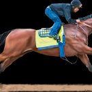 American Pharoah Race Horse