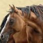 Blue Eyed Beauty Horse Print
