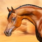 Desert Arabian Canvas Print