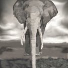The Water Hole Elephant Print