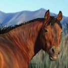 Freedom's Glance Wild Horse Print