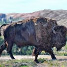 Home on the Range American Bison Print