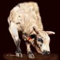 Smooth Operator Bucking Bull