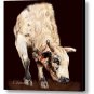 Smooth Operator Bucking Bull