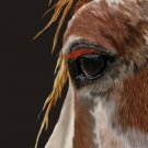 Sunny Nokota Wild Horse Print