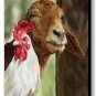 Buddies..Goat and Chicken Print