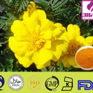 Corydalis Tuber Extract
