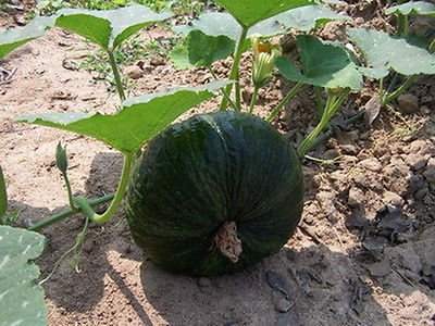 Pumpkin 20 Seeds,Squash,Kabocha,Cucurbita moschata Decne,Vegetable
