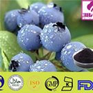 Acai berry Powder