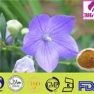 Platycodon Grandiflorum