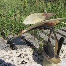 Vintage horn stork figurine, USSR horn sculpture, horn collectible sculpture, Stork figurine from ho