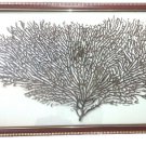 Natural Sea fan Free Size In Frame