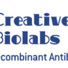 Anti-M. furfur CWP1 Single Domain Antibody