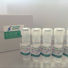 Yeast Display Service
