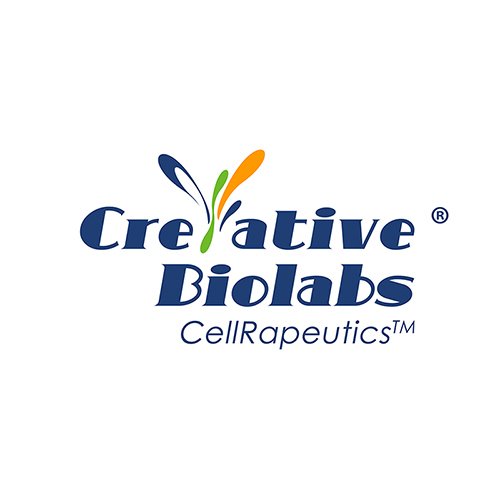 Anti-mesothelin scFv h(CD28-CD3&Icirc;&para;) CART, pCDCAR1