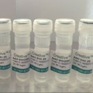 Recombinant Mouse Anti-TCR Alpha antibody
