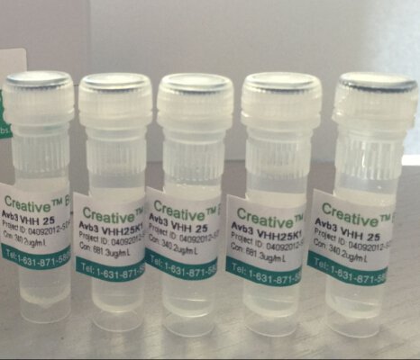Anti-Infliximab and Infliximab/TNF&Icirc;&plusmn; complex Antibody