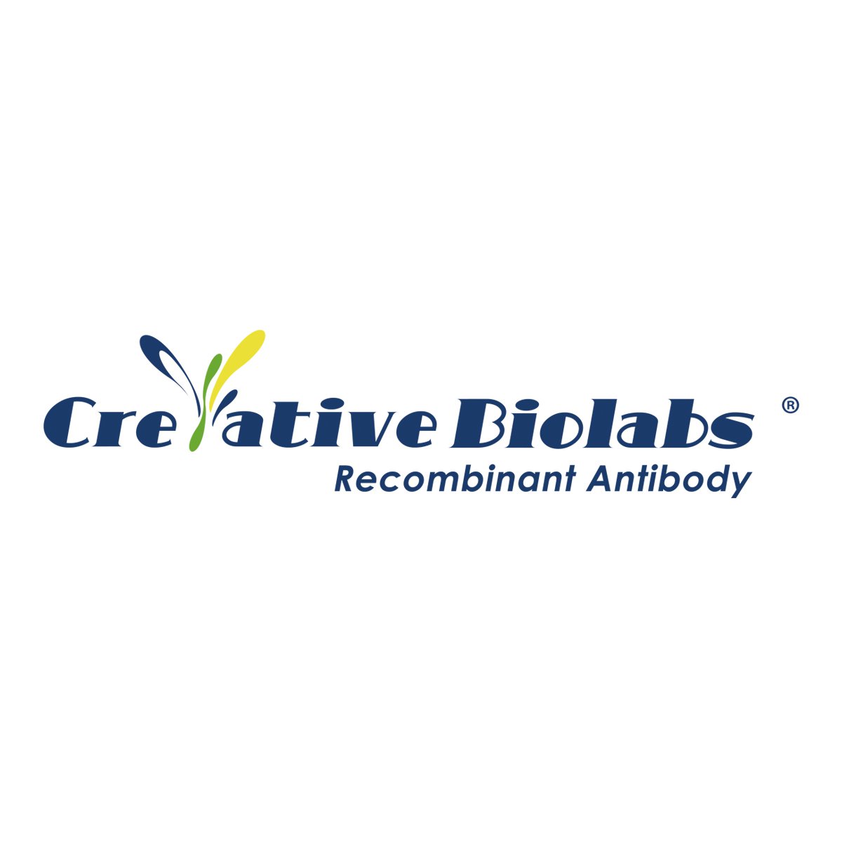 Recombinant Human Anti-Rituximab Antibody