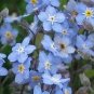 The Dirty Gardener Chinese Forget Me Not Flowers - 1 Ounce