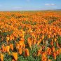 The Dirty Gardener California Orange Poppy Wildflowers - 1,000 Seeds