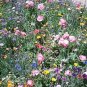 The Dirty Gardener Perennial/Annual Wildflowers