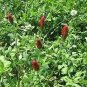 The Dirty Gardener Cover Crop Mixture - 50 Pounds